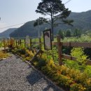 노란담장