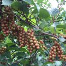 성보농장 이미지