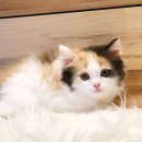 베베캣 고양이 이미지