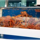 속초대게나라홍게마을 이미지