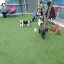 헬로우, 마루네 애견운동장 이미지