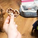 댕냥점빵 이미지