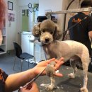 갤럭시펫 애견미용 이미지