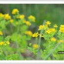 애기똥풀 이미지