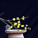 영춘화2(유리딱새) 이미지