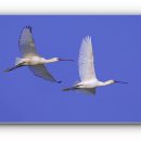 서산버드랜드 이미지