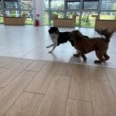 선샤인 반려견 유치원 이미지