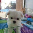 블루독 애견샵 이미지