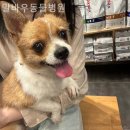 카카오 동물병원 | 북구 동물병원 말바우동물병원 솔직후기