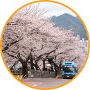 지하철 2호선 개금역 | 부산 벚꽃 명소 개금벚꽃길 개화상황 주차장 데이트 코스 가볼만한곳