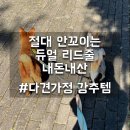 리드독 | 다견가정 추천템 스페이스독 안꼬이는 리드줄 내돈내산