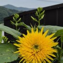 레모네이드 해바라기 이미지