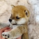 아이러브독 강아지분양 부천점 이미지