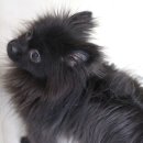 꼬마애견샵 이미지