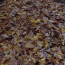 번데미 공원 이미지