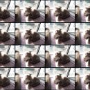 다락방고양이 이미지