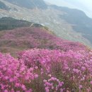 ◈ ◈ 255차 여수 영취산(대한민국 최고 래산행) ＜2013. 4. 14 이미지