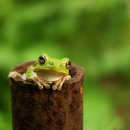 청개구리 이미지