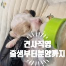 원주강아지분양 '견사직영' 이천까지 분양 받으러 오는 이유