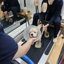 윤은채 재활 한방 동물병원 이미지