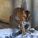 만 마리의 호랑이 이미지