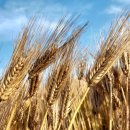 전북특별자치도농업기술원 이미지