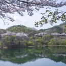 용담면 벚꽃길 이미지