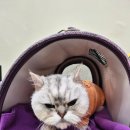 무릎 위의 고양이 무냥 이미지