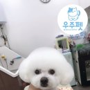 앨리스 펫 살롱 이미지