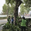 조원동-19 이미지