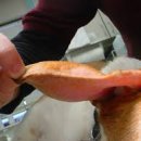 킴리동물병원 이미지