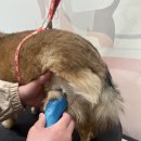 마이뷰티독 이마트 월계점 이미지