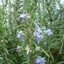 로즈마리 이미지