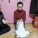 안충기애견스쿨