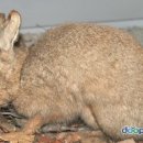 대한토끼 이미지