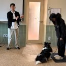 펫어디가 | 잠원반려견행동교정 어디가 좋나요? 직접 알아본 솔직 후기
