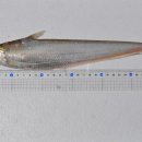 남지시장 이미지