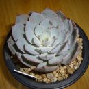 화금
