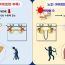 비타민D, 노화로 인한 지방간 생성 억제 이미지