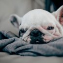 프라임동물병원 이미지