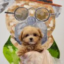 제주 애견 아가야 이미지