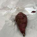 제누네오끼알리 이미지