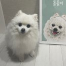 [코브제] 반려동물 초상화 작업물들