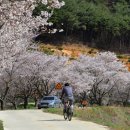 삼선산수목원 벚나무 이미지