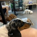 개랑놀아주는남자 이미지