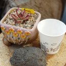 삼사슈퍼 이미지