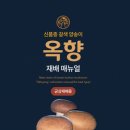 양송이 카카오 검색결과