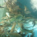 어탕국수집 이미지