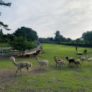 다다목장 이미지