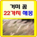 아침거미 이미지